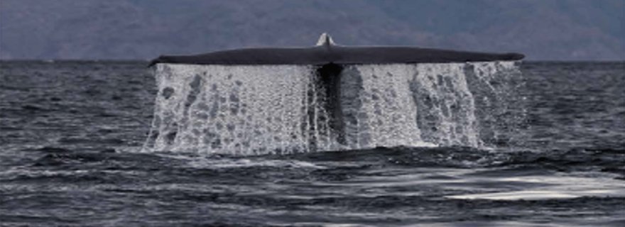 Loreto : croisière d'observation des baleines avec transferts et déjeuner