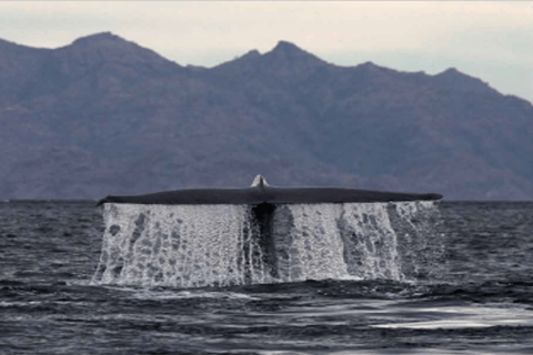 Loreto: Whale Watching Cruise with Transfers and Lunch