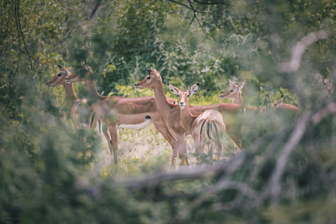 Serengeti: 3-dniowe wspólne safari grupowe