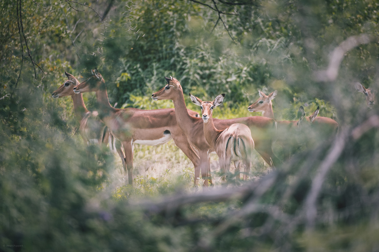 Serengeti: 3-dniowe wspólne safari grupowe