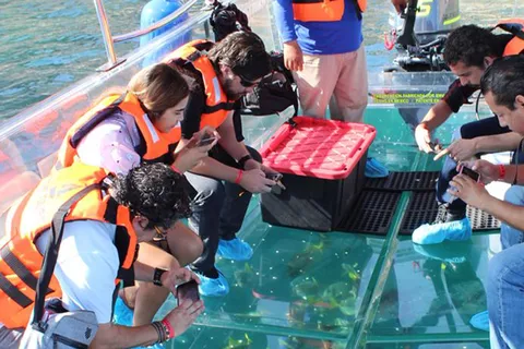 Cabo San Lucas: Glass-Bottom Boat Cruise and Tequila Tasting
