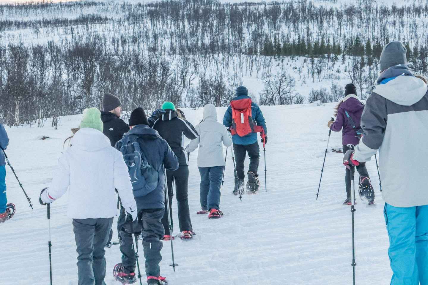 Tromsø: Snowshoeing with Reindeer