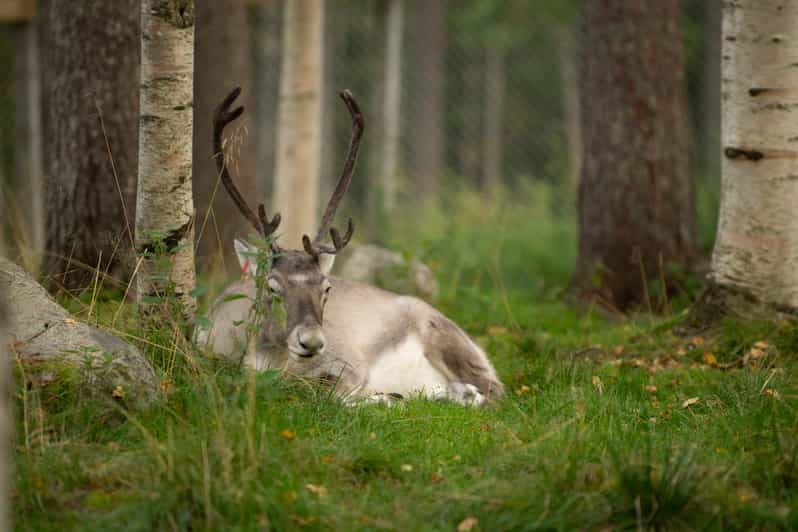 Rovaniemi: Overnight Trip In Lapland & Ranua National Park | GetYourGuide