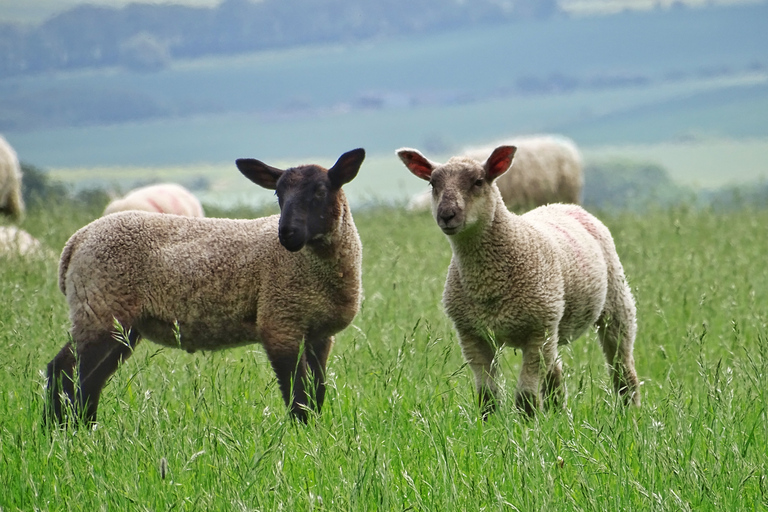 Stonehenge Special Access - Evening Tour from London