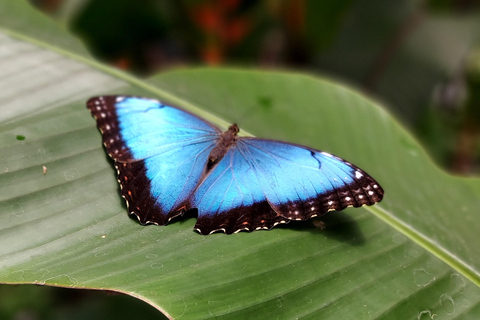 Boquete Butterfly House: Panama's Largest Butterfly Exhibit