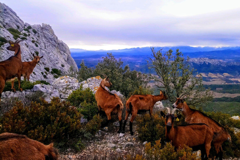 Dzikie Alpy, kanion Verdon, wioska Moustiers, pola lawendy