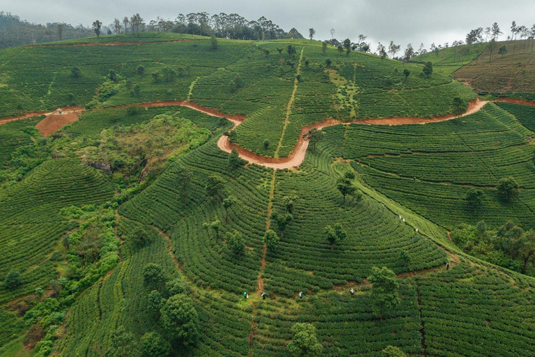 From Kandy: Tuk Tuk Day Tour to Nuwaraeliya by Tuk Tuk