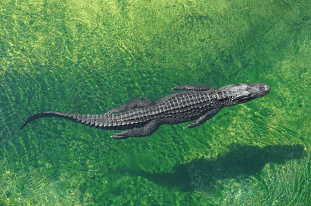 Miami : Circuit en petit groupe avec les Everglades, la Petite Havane et une croisière