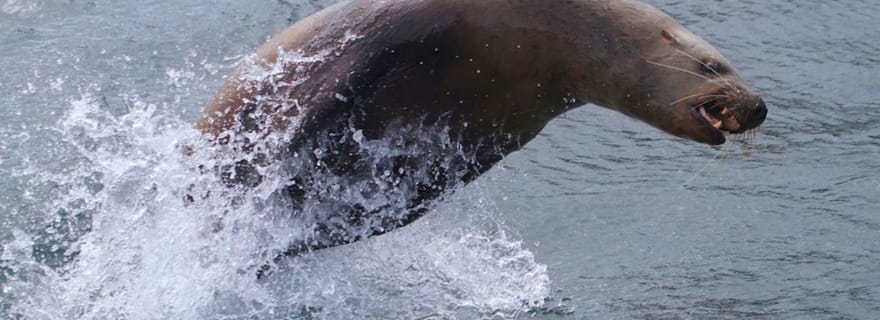 Victoria, BC : Circuit d'observation de la faune marine et des baleines