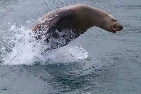 Victoria, BC: Marine Wildlife & Whale Watch Tour