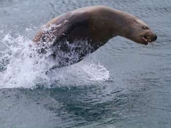 Victoria: Marine Wildlife & Walbeobachtungstour