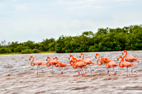 Rio Lagartos, recorrido en barco por la reserva natural - Housity