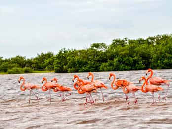 Río Lagartos: tour en barco por la Reserva Natural
