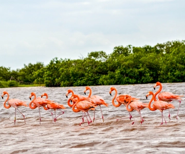 Río Lagartos: tour en barco por la Reserva Natural