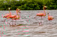 Rio Lagartos, visite en bateau à travers la réserve naturelle - Housity