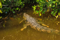 Rio Lagartos, visite en bateau à travers la réserve naturelle - Housity