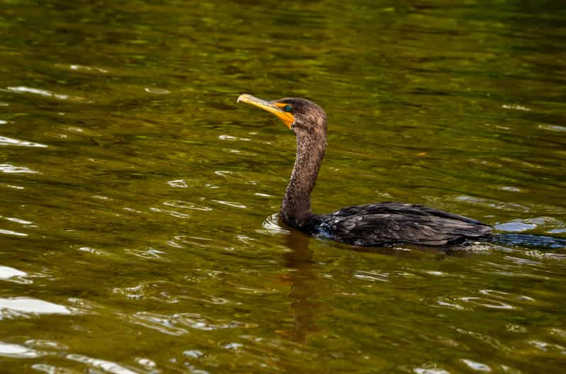 en-r-o-lagartos-tour-de-naturaleza-en-la-reserva-natural-getyourguide