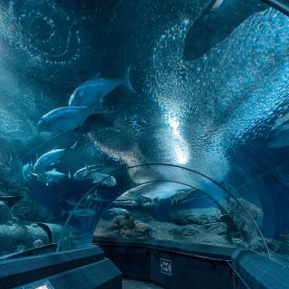 Pattaya: biglietto d'ingresso all'Underwater World Pattaya Aquarium
