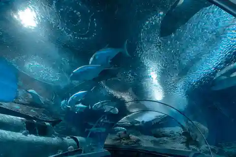 Underwater World Pattaya Aquarium Admission Ticket