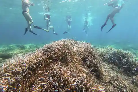 Kajak- og snorkeltur - Posidoniens hemmelighed