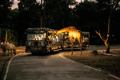 Chiang Mai: Night Safari Entry Ticket Entry Ticket + One Tram Ride