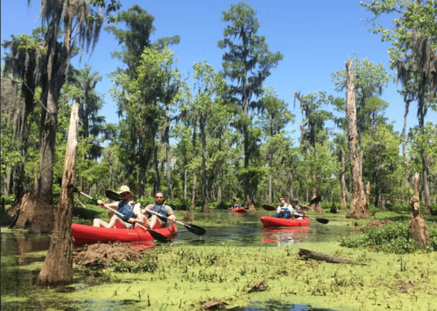 New Orleans: Manchac Swamp Wildlife Kayaking Tour | GetYourGuide