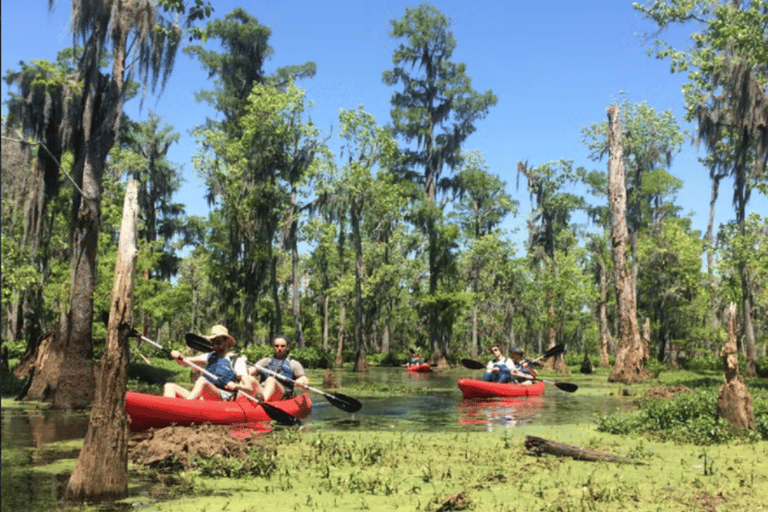 New Orleans: Manchac Swamp Wildlife Kayaking Tour New Orleans: Manchac Swamp Wildlife Kayak Tour
