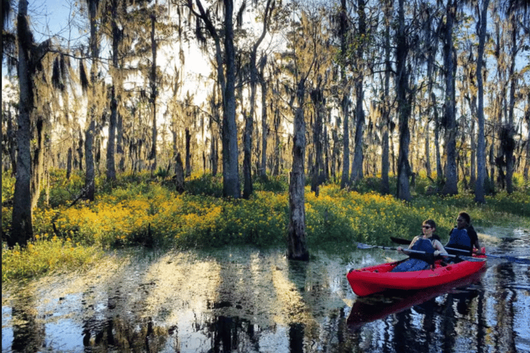 New Orleans: Manchac Swamp Wildlife Kayaking Tour New Orleans: Manchac Swamp Wildlife Kayak Tour