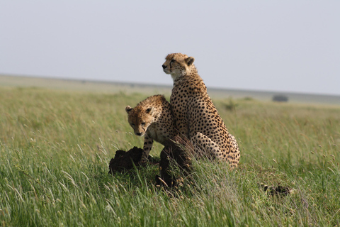 Arusha: 3-Day Safari to Tarangire, Lake Manyara, and …