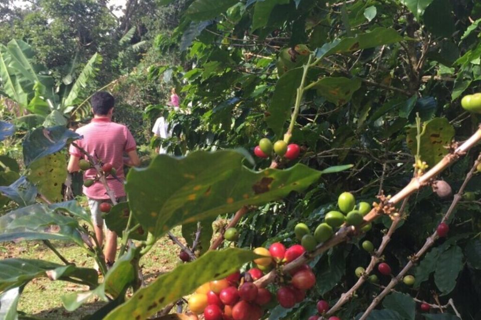 5 Must-Visit Coffee Haciendas in Puerto Rico