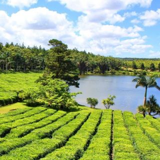 Mauritius: Opastettu kierros tee- ja sokeriviljelmillä lounaalla