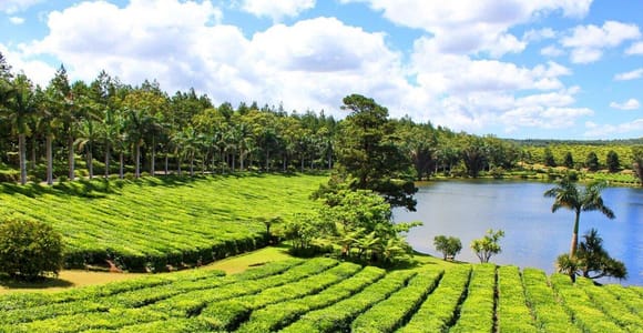 Mauritius: Tea and Sugar Plantation Guided Tour with Lunch