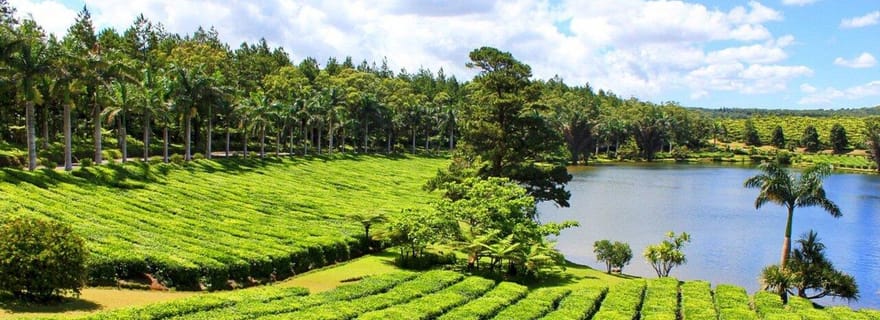 Maurice : Visite guidée des plantations de thé et de sucre avec déjeuner