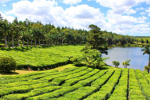 Maurice : visite guidée des plantations de thé et de sucre avec déjeuner