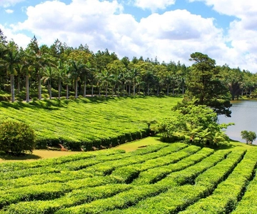 Mauritius: Guidad tur med lunch på te- och sockerplantage