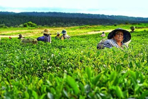 Mauritius: Tea and Sugar Plantation Guided Tour with Lunch