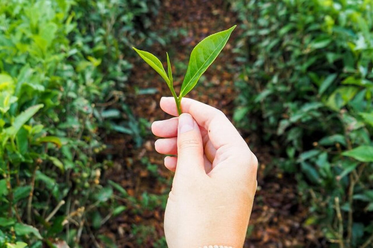 Maurice : visite guidée des plantations de thé et de sucre avec déjeuner