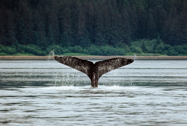 Visit Juneau Sentinel Lighthouse and Whale Watching Cruise in Juneau