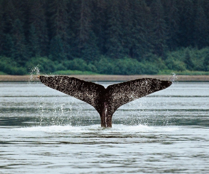 Juneau: Sentinel Lighthouse and Whale Watching Cruise