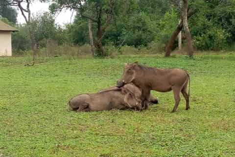 Lake Mburo National Park with Equator, Game Drive & Cruise
