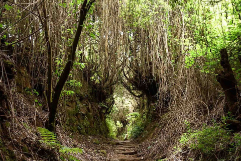 La Palma: wycieczka trekkingowa z przewodnikiem do Cubo de la GalgaWycieczka z odbiorem