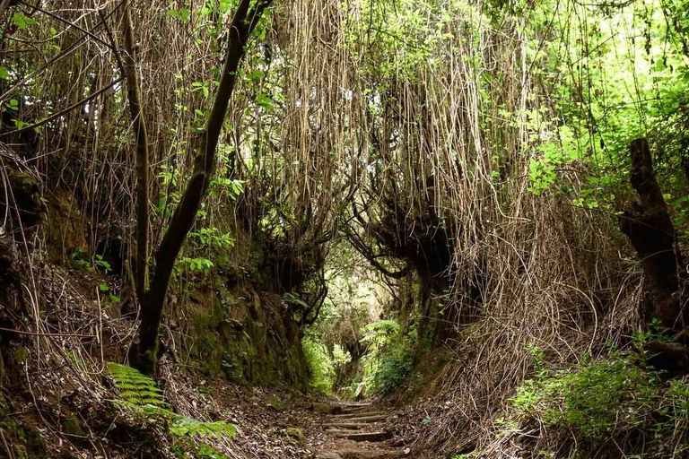 La Palma: Geführte Trekkingtour zum Cubo de la GalgaTour mit Abholung