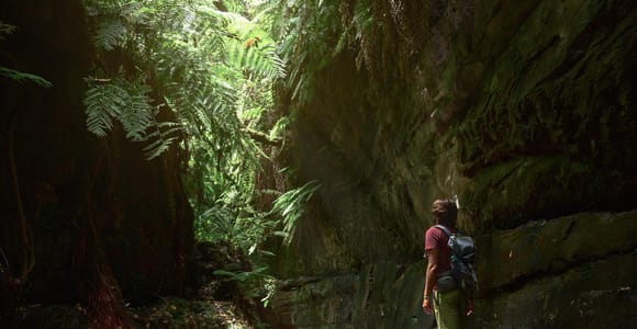 A hiker with a backpack stands in a shaded rocky gorge overhung with ferns and moss