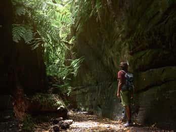 La Palma: Guided Trekking Tour To Cubo de la Galga