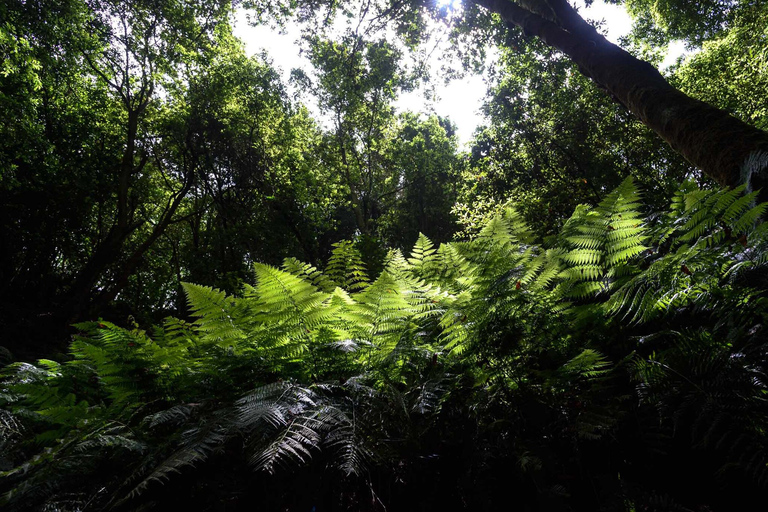 La Palma: Guided Trekking Tour To Cubo de la Galga Guided Tour with Pickup from Fuentecaliente