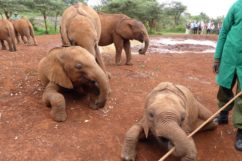 Nairobi National Park and Elephant Orphanage Day Excursions