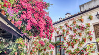 From la Costa del Sol, One Day in Córdoba + Mezquita - Housity