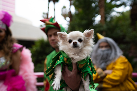 Las Vegas: Piff the Magic Dragon Show im FlamingoPiff the Magic Dragon 2024 RDMA2 P6 Laufende Rabattpreise