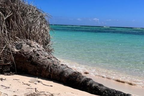 From Dominicus: Saona Island Highlights Tour with Lunch
