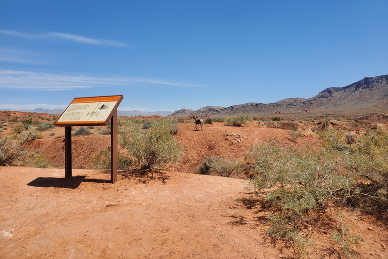 Von Las Vegas aus: Tal des Feuers KleingruppentourVon Las Vegas aus: Halbprivate geführte Tour durch das Valley of Fire